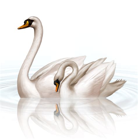 swan images hd|swan clip art free images.